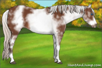 Horse Color:White Spotted Silver Bay Sabino Frame 