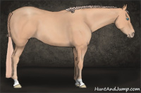 Horse Color:Gray Cremello 