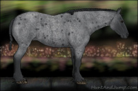 Horse Color:Blue Roan 