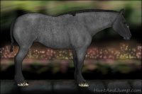 Horse Color:Gray Blue Roan 
