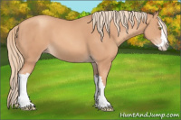 Horse Color:Gold Champagne Splash