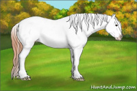 Horse Color:Bay Dun Splash Appaloosa