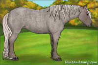Horse Color:Silver Blue Roan 