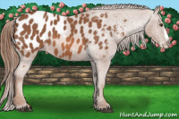 Horse Color:Chestnut Splash Appaloosa