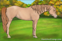 Horse Color:Gold Champagne Rabicano