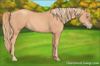 Horse Color:Gold Champagne Rabicano