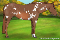 Horse Color:White Spotted Liver Chestnut 