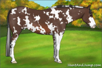 Horse Color:White Spotted Bay Sabino