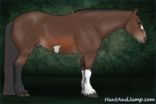 Horse Color: Bay 