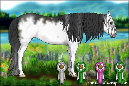 Horse Color: Black Sabino Splash Frame 