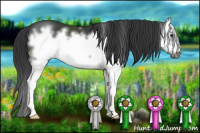 Horse Color:Black Sabino Splash Frame 