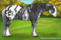 Horse Color:White Spotted Brown Splash Appaloosa 