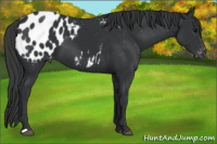 Horse Color:Black Appaloosa 