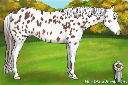 Horse Color: Bay Near Leopard 