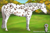 Horse Color:Bay Appaloosa