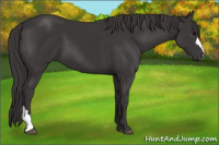 Horse Color:Smoky Black 