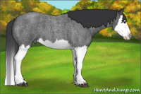 Horse Color:Blue Roan Splash 