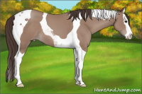 Horse Color:Classic Champagne Splash Tobiano 