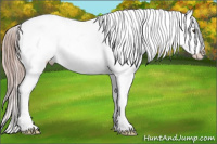 Horse Color:Chestnut Appaloosa 