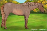 Horse Color:Red Roan 
