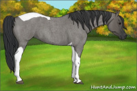 Horse Color:Grullo Roan Tobiano