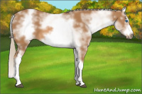 Horse Color:White Spotted Chestnut Splash Frame