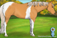 Horse Color:Palomino Tobiano 