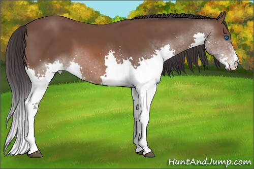 Horse Color: Bay Splash 