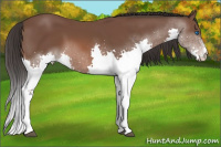 Horse Color:Bay Splash 