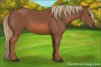 Horse Color:Liver Chestnut 