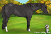 Horse Color:Smoky Black