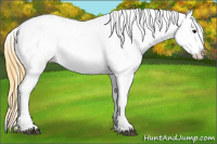 Horse Color:Buckskin Blanket 
