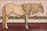 Horse Color:Gold Champagne Tobiano 