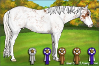 Horse Color:Silver Bay Sabino 