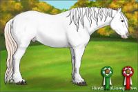 Horse Color:White Spotted Chocolate Palomino Appaloosa 