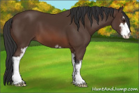 Horse Color:Brown Sabino 