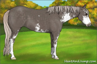 Horse Color:Silver Black Sabino 