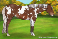 Horse Color:White Spotted Silver Bay 