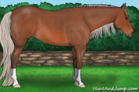 Horse Color:Silver Bay Roan 