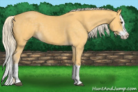 Horse Color:Palomino Splash 