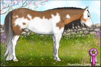 Horse Color:Buckskin Splash Frame 