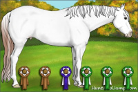 Horse Color:Bay Appaloosa 
