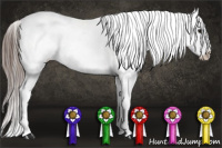 Horse Color:White Spotted Black Appaloosa 