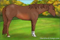 Horse Color:Liver Chestnut