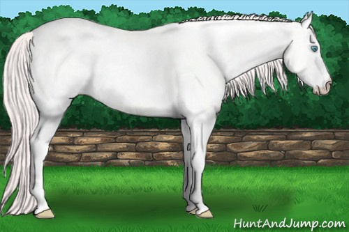 Horse Color: White Spotted Perlino Dun 