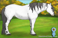 Horse Color:Brown Appaloosa 