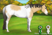 Horse Color:Buckskin Sabino Tobiano Frame 