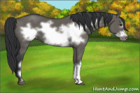 Horse Color:Grullo Frame 