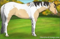 Horse Color:Bay Dun Tobiano 