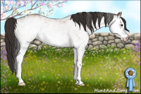 Horse Color:White Spotted Bay 